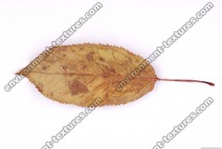 Photo Texture of Leaf 0011